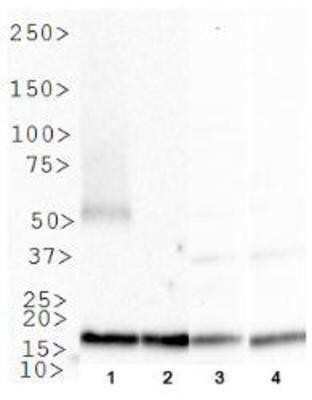 Western Blot: MTH1 AntibodyBSA Free [NB100-109]