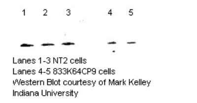 Western Blot: MTH1 AntibodyBSA Free [NB100-109]