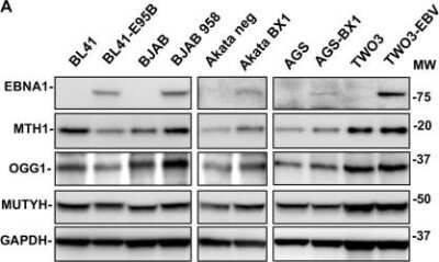 Western Blot: MTH1 AntibodyBSA Free [NB100-109]