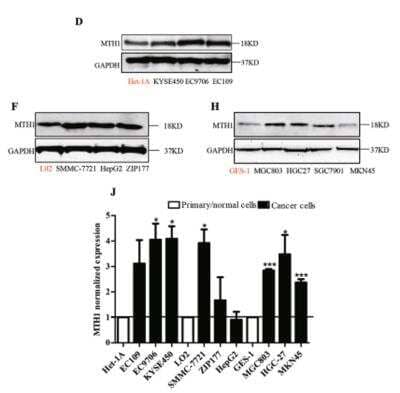 Western Blot: MTH1 AntibodyBSA Free [NB100-109]