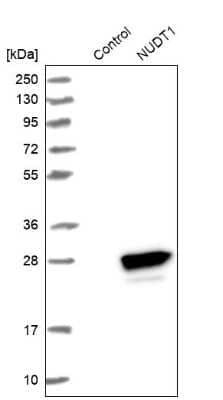 Western Blot: MTH1 Antibody [NBP2-54664]