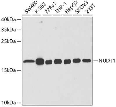 Western Blot: MTH1 AntibodyBSA Free [NBP2-95092]