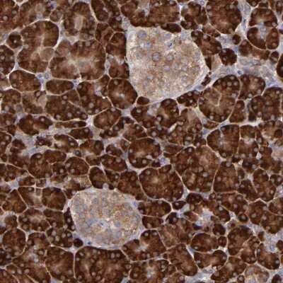 Immunohistochemistry-Paraffin: MTHFD1 Antibody [NBP1-82611]