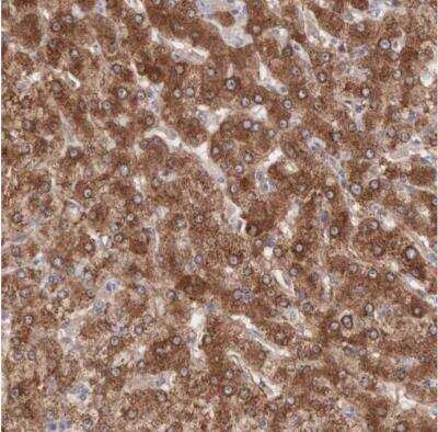 Immunohistochemistry-Paraffin: MTHFD1 Antibody [NBP1-82612]