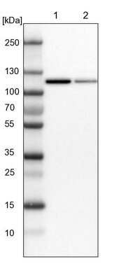 Western Blot: MTHFD1 Antibody [NBP1-82610]