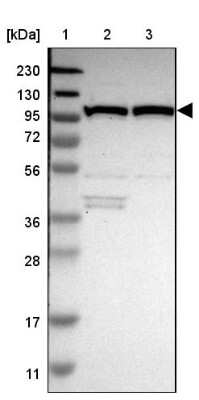 Western Blot: MTHFD1 Antibody [NBP1-82610]