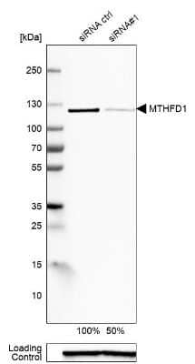 Western Blot: MTHFD1 Antibody [NBP1-82612]