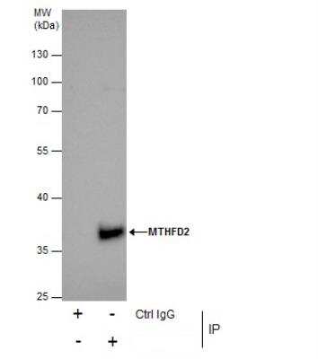 Immunoprecipitation: MTHFD2 Antibody [NBP1-33200]
