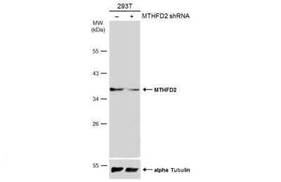 Western Blot: MTHFD2 Antibody [NBP1-33200]