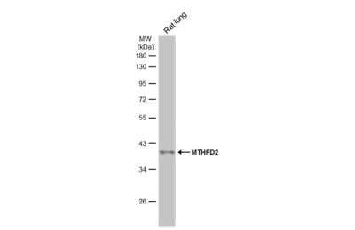 Western Blot: MTHFD2 Antibody [NBP2-19429]