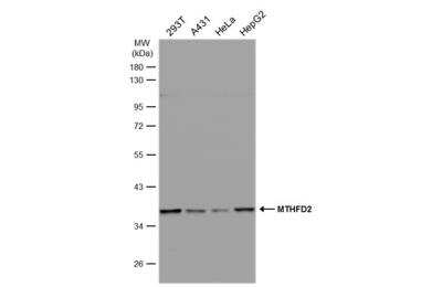 Western Blot: MTHFD2 Antibody [NBP2-19429]