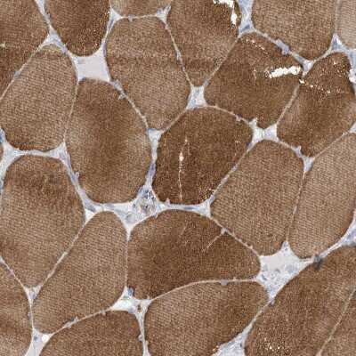 Immunohistochemistry-Paraffin: MTHFD2L Antibody [NBP1-82663]