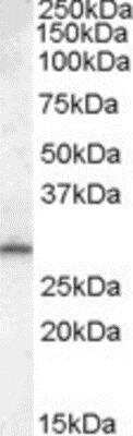 Western Blot: MTHFD2L Antibody [NBP1-00217]