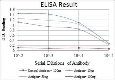 ELISA: MTHFR Antibody (5D3) - BSA Free [NBP2-37607]