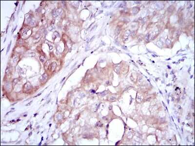 Immunohistochemistry-Paraffin: MTHFR Antibody (5D3) - BSA Free [NBP2-37607]