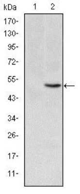 Western Blot: MTHFR Antibody (5D3)BSA Free [NBP2-37607]