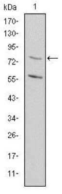 Western Blot: MTHFR Antibody (5D3)BSA Free [NBP2-37607]