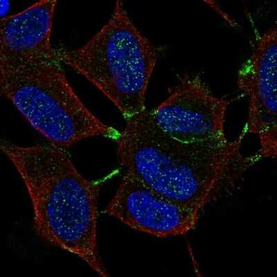 Immunocytochemistry/ Immunofluorescence: MTHFR Antibody [NBP2-55974]