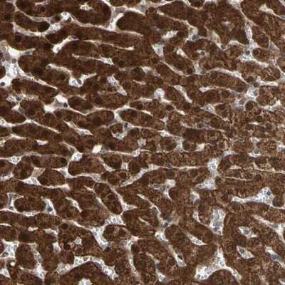 Immunohistochemistry-Paraffin: MTHFS Antibody [NBP1-83161]