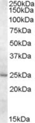 Western Blot: MTHFS Antibody [NBP1-20947]