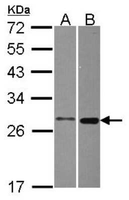 Western Blot: MTHFS Antibody [NBP2-19431]