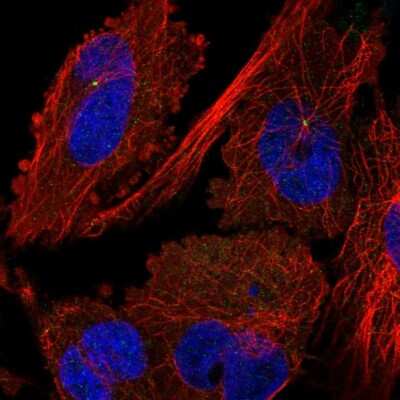 Immunocytochemistry/ Immunofluorescence: MTMR11 Antibody [NBP1-90620]