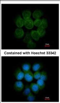 Immunocytochemistry/ Immunofluorescence: MTMR14 Antibody [NBP2-19433]