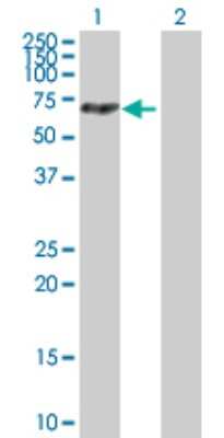 Western Blot: MTMR14 Antibody [H00064419-B01P]