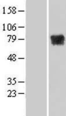 Western Blot: MTMR14 Overexpression Lysate [NBL1-13371]