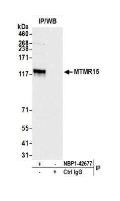 Immunoprecipitation: MTMR15 Antibody [NBP1-42677]