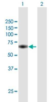 Western Blot: MTMR15 Antibody [H00022909-B01P]