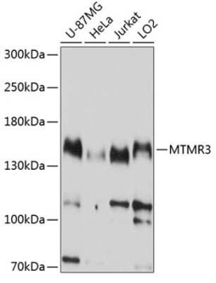 Western Blot: MTMR3 AntibodyAzide and BSA Free [NBP2-94295]