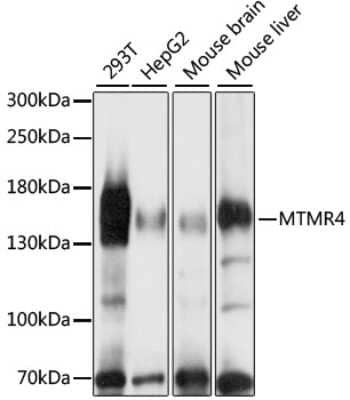 Western Blot: MTMR4 AntibodyAzide and BSA Free [NBP2-94706]