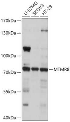 Western Blot: MTMR8 AntibodyAzide and BSA Free [NBP2-94380]