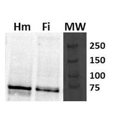 Western Blot: MTO1 Antibody [NBP1-54767]