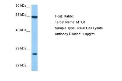 Western Blot: MTO1 Antibody [NBP2-87857]