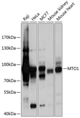 Western Blot: MTO1 AntibodyBSA Free [NBP2-93740]