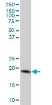 Western Blot: MTP18 Antibody [H00051537-B01P]