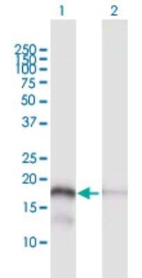 Western Blot: MTP18 Antibody [H00051537-D01P]