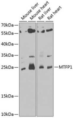 Western Blot: MTP18 AntibodyBSA Free [NBP2-93000]