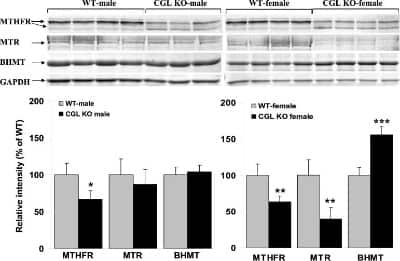 Western Blot: MTR Antibody [NB100-791]