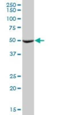 Western Blot: MTRF1 Antibody [H00009617-B01P]