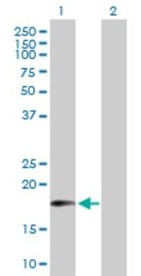 Western Blot: MTRF1 Antibody [H00009617-B01P]