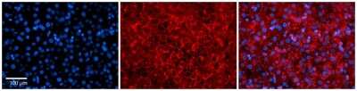Immunohistochemistry-Paraffin: MTRR Antibody [NBP2-87858]