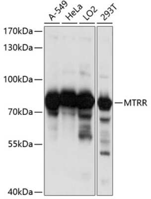 Western Blot: MTRR AntibodyAzide and BSA Free [NBP2-93732]