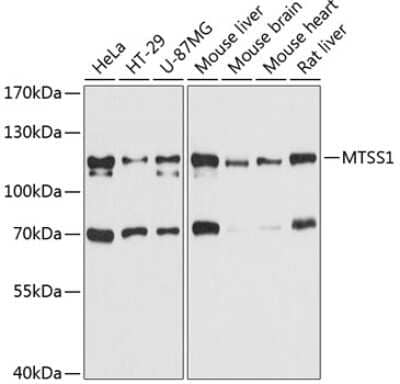 Western Blot: MTSS1 AntibodyAzide and BSA Free [NBP2-93671]