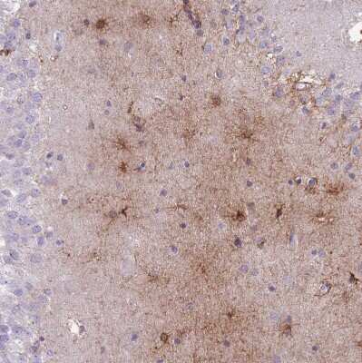 Immunohistochemistry-Paraffin: MTSS1L Antibody [NBP2-14642]