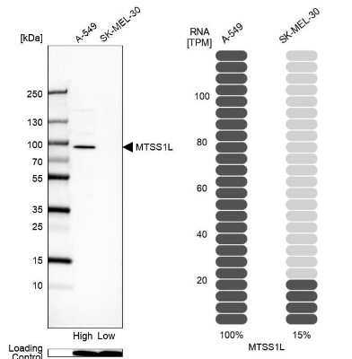 Western Blot: MTSS1L Antibody [NBP2-57037]