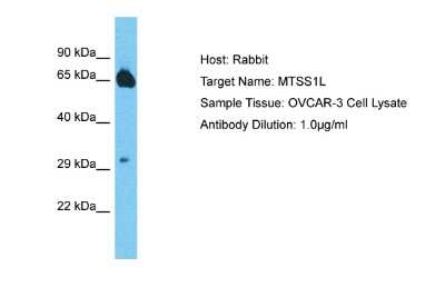 Western Blot: MTSS1L Antibody [NBP2-85333]