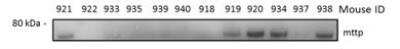 Western Blot: MTTP Antibody [NBP1-62489]